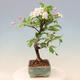 Vonkajší bonsai -Malus halliana - Maloplodé jabloň - 2/7