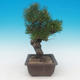 Pinus thunbergii - borovica thunbergova - 2/4