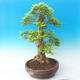 Izbová bonsai - Durant erecta Aurea - 2/7