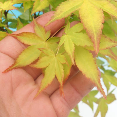 Acer palmatum aureum - Javor dlaňolistý zlatý - 2