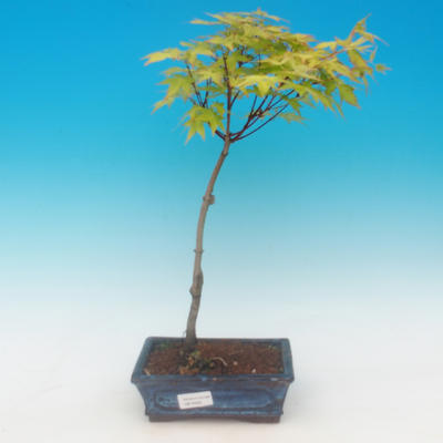 Acer palmatum aureum - Javor dlaňolistý zlatý - 2