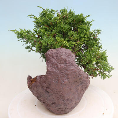 Vonkajší bonsai - Juniperus chinensis Itoigawa -Jalovec čínsky - 2