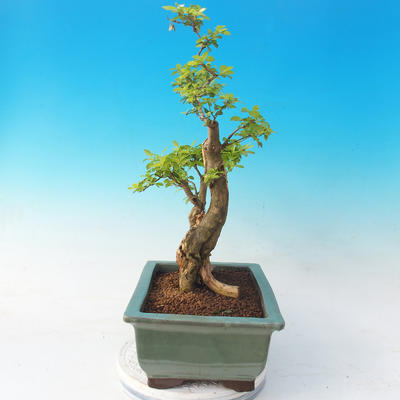 Izbová bonsai - Durant erecta Aurea - 2
