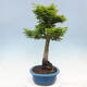 Vonkajší bonsai -Javor dlaňovitolistý Acer palmatum Shishigashira - 2/7