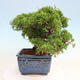 Vonkajší bonsai - Juniperus chinensis Itoigawa -Jalovec čínsky - 2/5