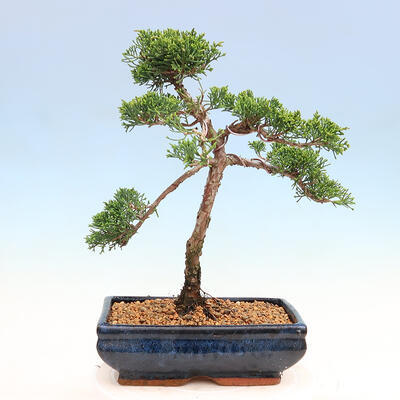 Vonkajší bonsai - Juniperus chinensis Kishu-Jalovec čínsky - 2