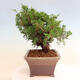 Vonkajší bonsai - Juniperus chinensis Itoigawa -Jalovec čínsky - 2/5