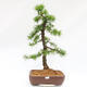 Vonkajší bonsai -Larix decidua - Smrekovec opadavý - Len paletová preprava - 2/4