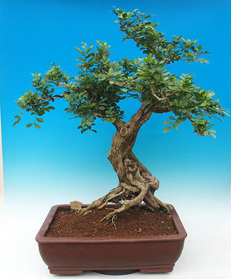 Izbová bonsai- Muraya paniculata - 2