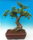 Izbová bonsai- Muraya paniculata - 2/6