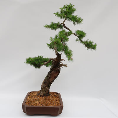 Vonkajší bonsai -Larix decidua - Smrekovec opadavý - Len paletová preprava - 2