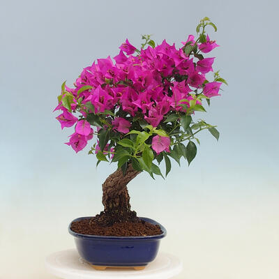 Izbová bonsai - Bouganwilea - 2