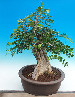 Izbová bonsai- Muraya paniculata - 2
