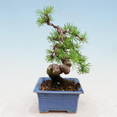 Vonkajší bonsai -Larix decidua - Smrekovec opadavý - 2