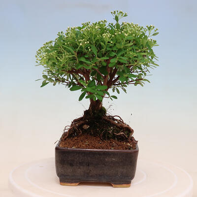 Vonkajší bonsai -malolistý tavoľník - Spiraea japonica MAXIM - 2
