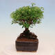 Vonkajší bonsai -malolistý tavoľník - Spiraea japonica MAXIM - 2/4
