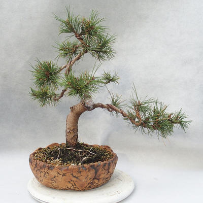 Vonkajšie bonsai - Pinus mugo - Borovica Marhuľa - 2