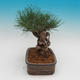 Pinus thunbergii - borovica thunbergova - 2/4