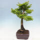 Vonkajší bonsai -Javor dlaňovitolistý Acer palmatum Shishigashira - 2/6