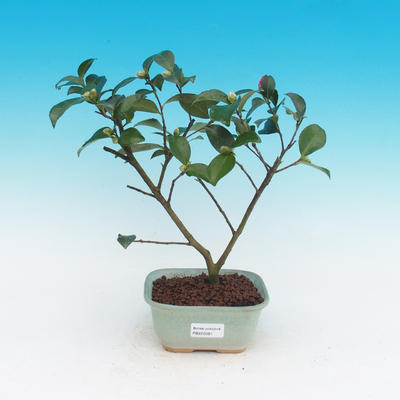 Izbová bonsai-Camellia euphlebia-Kamélie - 2