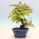 Vonkajšie bonsai - Pseudocydonia sinensis - Kdoloň čínska - 2/6