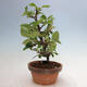Vonkajšie bonsai - Pseudocydonia sinensis - Duloň čínska - 2/4