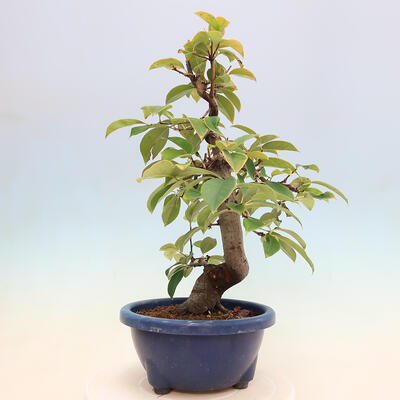 Vonkajšie bonsai - Pseudocydonia sinensis - Kdoloň čínska - 2