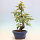 Vonkajšie bonsai - Pseudocydonia sinensis - Kdoloň čínska - 2/6