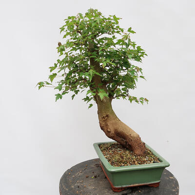 Vonkajší bonsai - Javor Burgerov - Acer Burgerianum - LEN PALETOVÁ PREPRAVA - 2