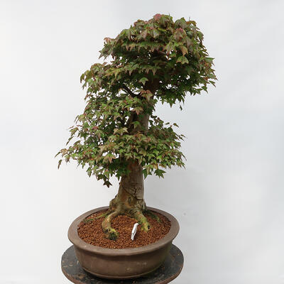 Vonkajší bonsai - Javor Burgerov - Acer Burgerianum - LEN PALETOVÁ PREPRAVA - 2