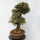 Vonkajší bonsai - Javor Burgerov - Acer Burgerianum - LEN PALETOVÁ PREPRAVA - 2/5