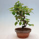 Vonkajšie bonsai - Pseudocydonia sinensis - Duloň čínska - 2/5