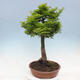 Vonkajší bonsai -Javor dlaňovitolistý Acer palmatum Shishigashira - 2/7