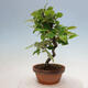 Vonkajšie bonsai - Pseudocydonia sinensis - Duloň čínska - 2/4