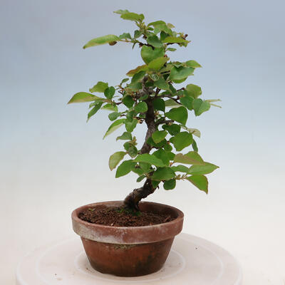 Vonkajšie bonsai - Pseudocydonia sinensis - Duloň čínska - 2