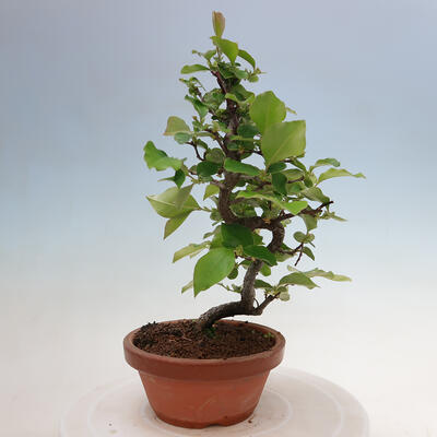 Vonkajšie bonsai - Pseudocydonia sinensis - Duloň čínska - 2