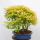 Vonkajší bonsai - Acer palmatum Aureum - Javor dlanitolistý zlatý-lesík - 2/4