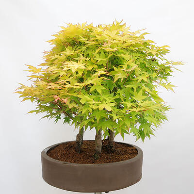 Vonkajší bonsai - Acer palmatum Aureum - Javor dlanitolistý zlatý-lesík - 2
