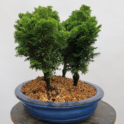 Vonkajší bonsai - Cham.pis obtusa Nana Gracilis - Cyprus-lesík - 2