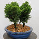 Vonkajší bonsai - Cham.pis obtusa Nana Gracilis - Cyprus-lesík - 2/4