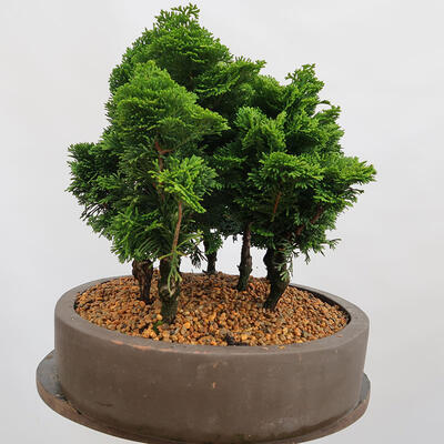 Vonkajší bonsai - Cham.pis obtusa Nana Gracilis - Cyprus-lesík - 2