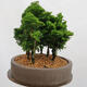 Vonkajší bonsai - Cham.pis obtusa Nana Gracilis - Cyprus-lesík - 2/4