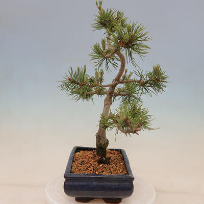 Vonkajší bonsai - Pinus mugo Humpy - Borovica kľač - 2