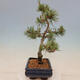 Vonkajší bonsai - Pinus mugo Humpy - Borovica kľač - 2/4
