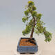 Vonkajší bonsai - Juniperus chinensis plumosa aurea - Borievka čínska zlatá - 2/4