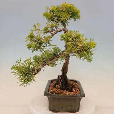 Vonkajší bonsai - Juniperus chinensis plumosa aurea - Borievka čínska zlatá - 2