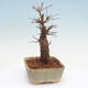 Vonkajšie bonsai - Javor Buergerianum - Javor Burgerův - 2/5