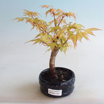 Vonkajšie bonsai - Javor dlaňolistý - Acer palmatum Orange - 2