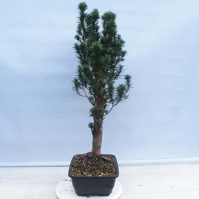Vonkajší bonsai - Taxus cuspidata - Tis japonský - 2
