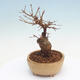Vonkajšie bonsai - Javor Buergerianum - Javor Burgerův - 2/5